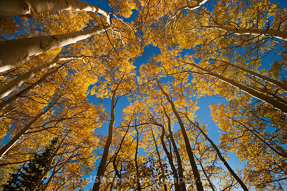 Golden Fall Aspen Trees Reach for the Sky