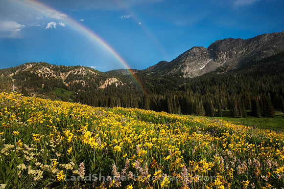 Pot of Gold