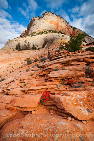 Zion and paintbrushes