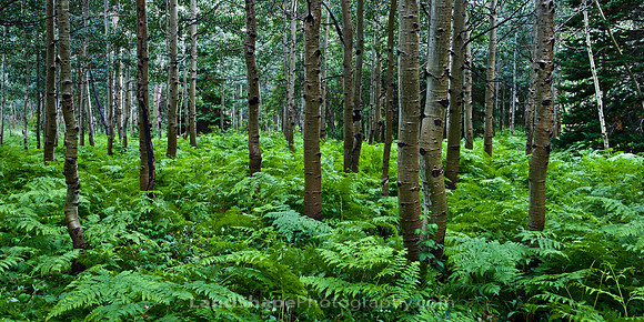 Release the Bracken!