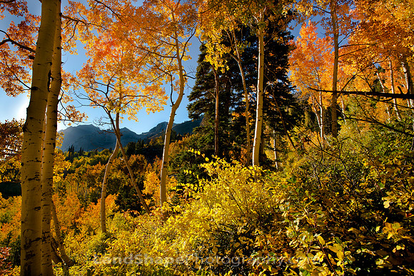Fall Colors in Utah's Wasatch Mountains above Alta, Utah.