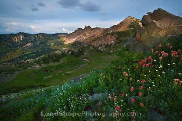Germania Pass Wildflowers