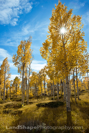 Fall Sunburst