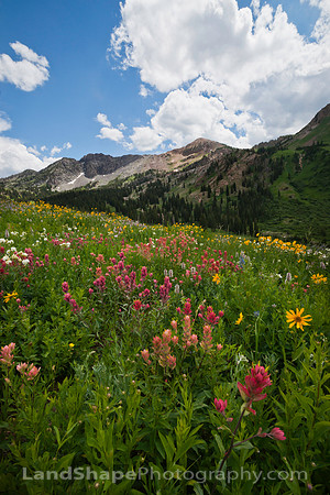The Devils Flowers