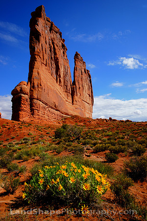 The Organ and Wildflowers